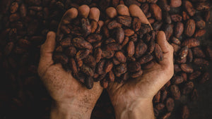 cacao fèves