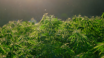 Chanvre et cannabis : comment les distinguer?