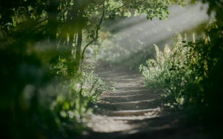 chemin-serpentant-foret-verdoyante-lumiere