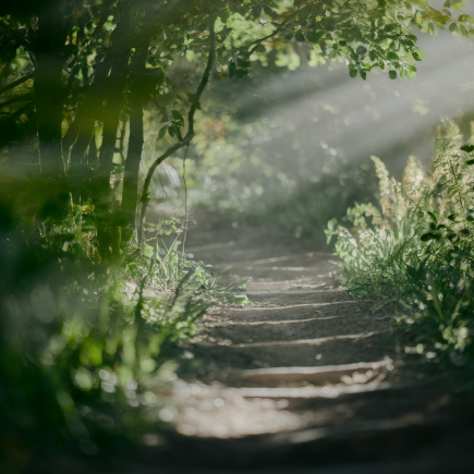 chemin-serpentant-foret-verdoyante-lumiere