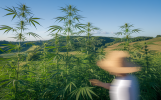 Chanvre et CBD en France : histoire pluriséculaire et renouveau