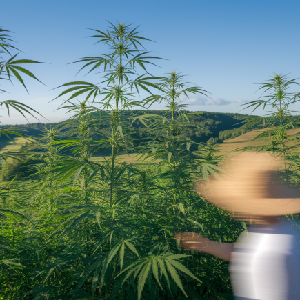 Chanvre et CBD en France : histoire pluriséculaire et renouveau