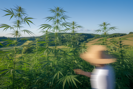 Chanvre et CBD en France : histoire pluriséculaire et renouveau