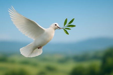 colombe-blanche-branches-olivier-ciel-bleu